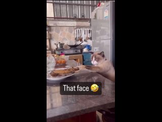 video by vide funny - funny videos